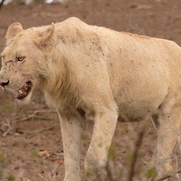 león blanco en Kruger N.P.