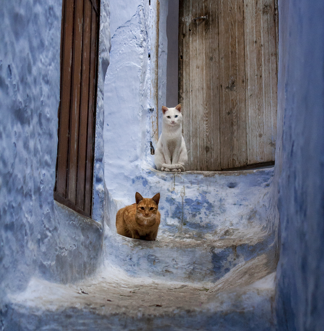 gatos en Chefchauen, Marruecos