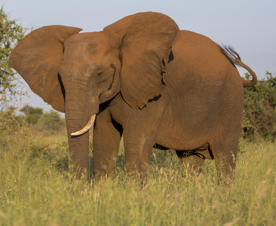 elefante y polvo rojo en Kruger National Park Sudáfrica