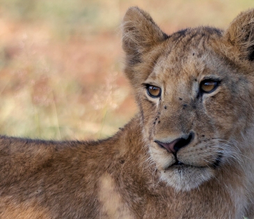 Foto cachorro de león Kruger N.P (Sudáfrica)