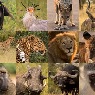 foto collage fauna Parque Nacional Kruger