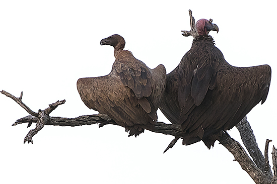 vultures in Kruger National Park Sudafrica