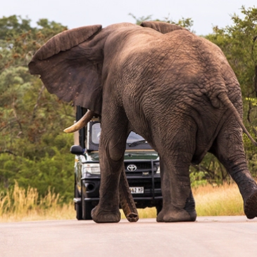 cómo conducir entre elefantes en Kruger N.P.