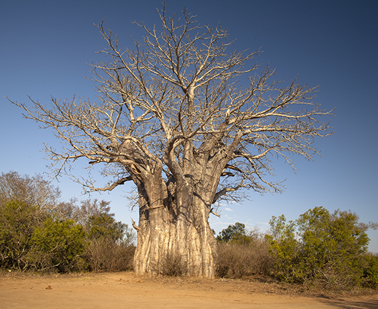 baobab in Kruger Sudafrica