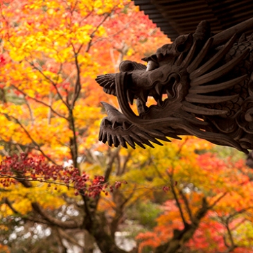 dragones en Japon Miyajima island