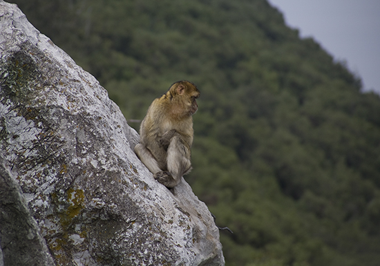 Macaco de berbería Gibraltar