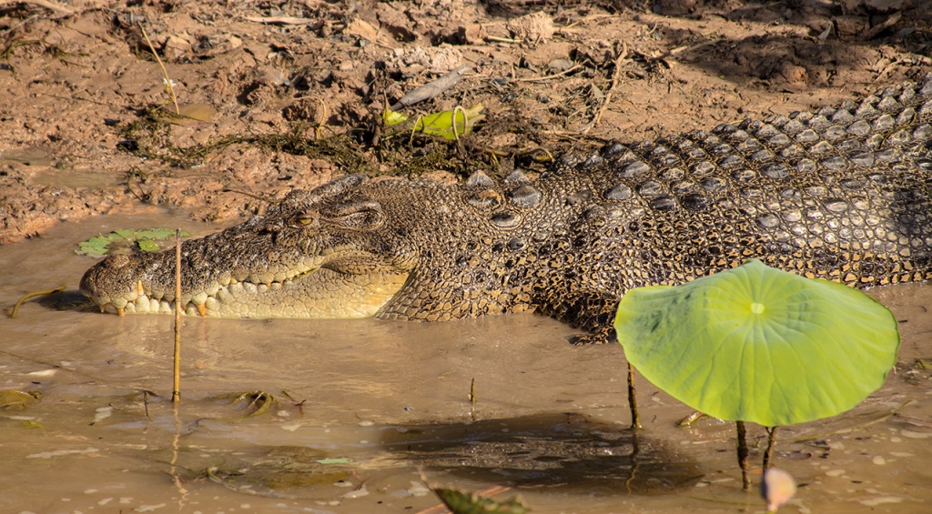 cocodrilo en Yellow river, Kakadu National Park.
Te cuento de viajes