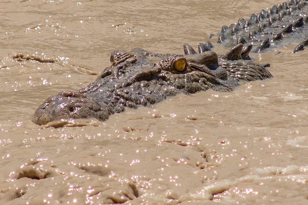 Detalle cabeza cocodrilo agua salada, Parque Nacional Kakadu, Australia.
Te cuento de viajes